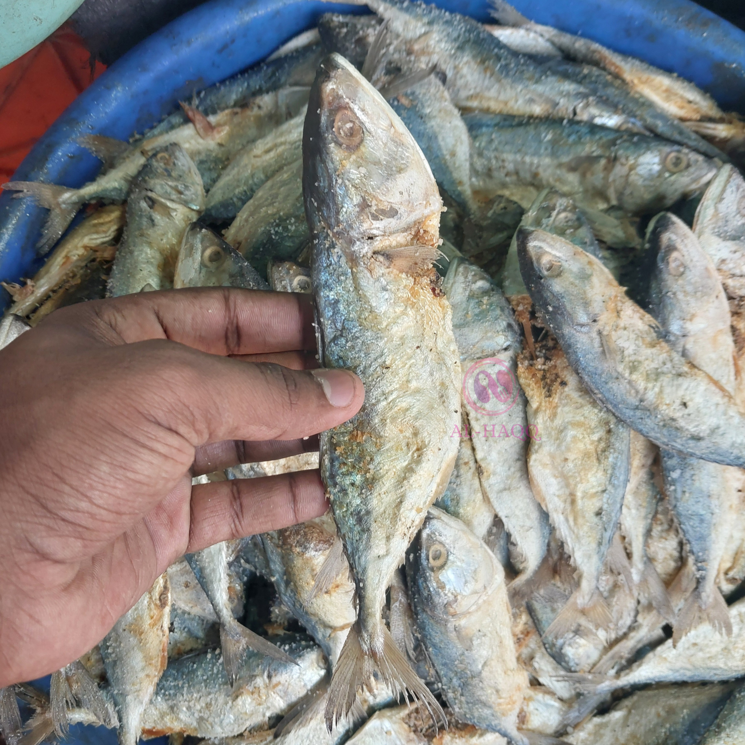 Healthy and Tasty Mackerel Dry Fish | Ayala Karuvadu