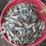 Dry Croaker Fish