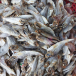 Dry Croaker Fish